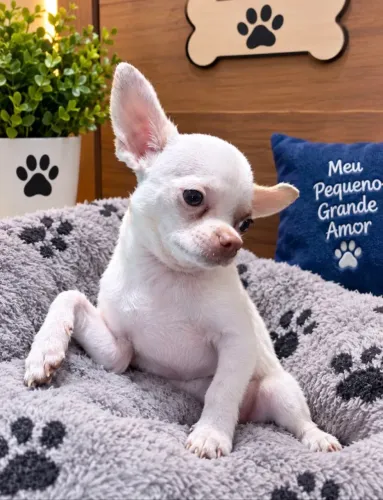 CHIHUAHUA MACHO 6 MESES