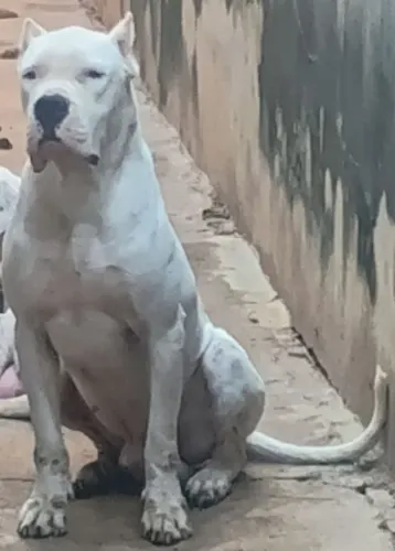 Dogo argentino 