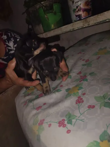 Cachorros Pincher 
