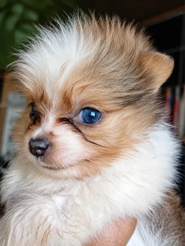 Cachorro