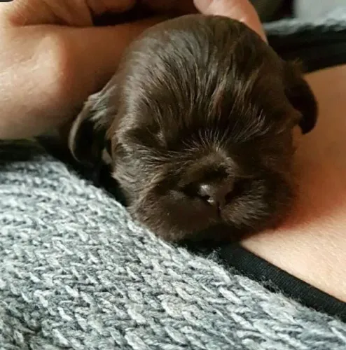 Linda menina de shitzu chocolate