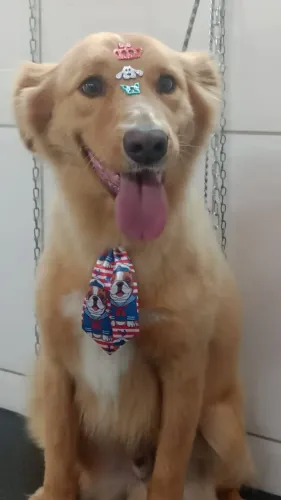Serviço de banho e tosa