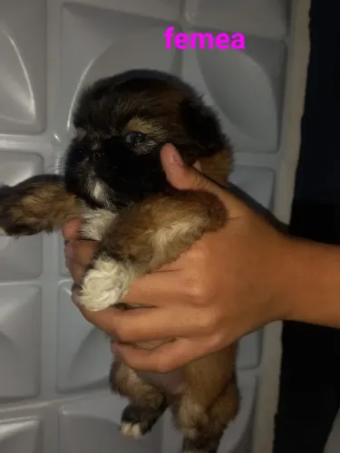 Cães Shitzu 