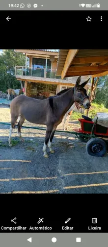 Vendo burro