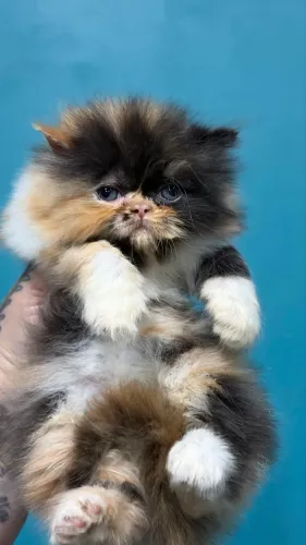 Gatos Persas com Garantia (fêmea tricolor)