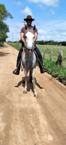 Cavalo mangalarga