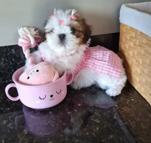 Shitzu fêmea Mini 