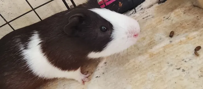 Porquinho da índia 