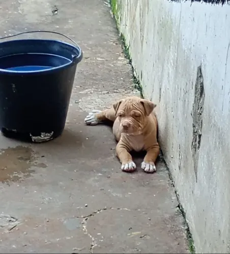 Vendo filhote de Pit Bull