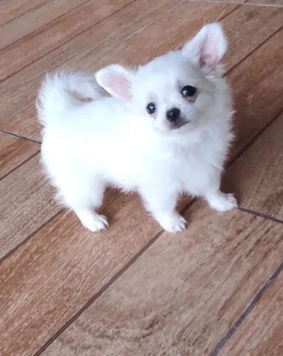Chihuahua Branco