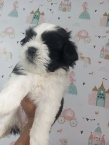 Vendo filhotes de Shitzu Fêmea