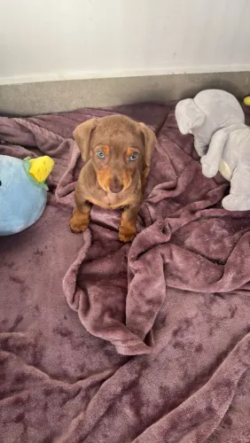 Basset dachshund fêmeas chocolate aceito cartão