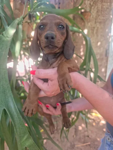 Dachshund , cofap, salsicha