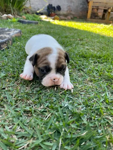 Bulldog 