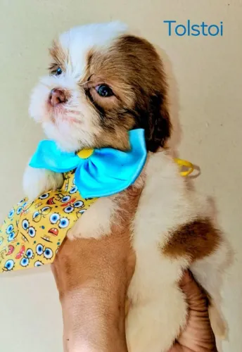 Somente machos lindos shihtzus