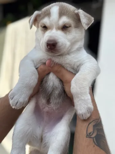 husky siberiano