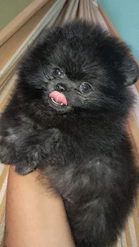 Spitz alemão