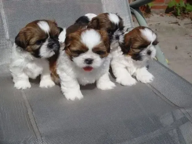 Filhotes de Shih Tzu - Macho R$ 320 / Fêmea R$ 400 (Para Levar Hoje)
