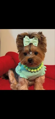 Yorkshire com 56 dias pronto para sua nova família