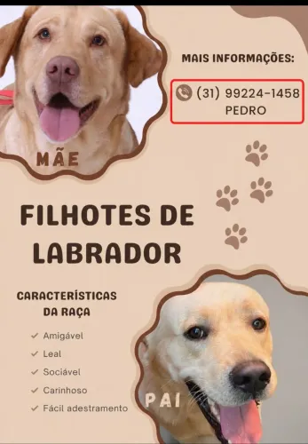 Filhotes de labrador 