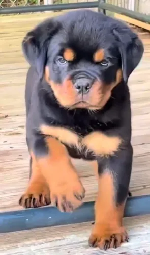 ROTTWEILER DISPONÍVEIS - FILHOTES