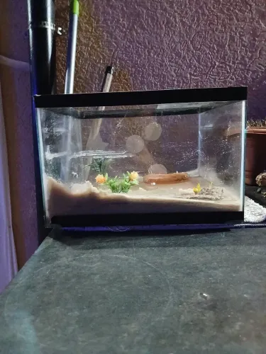 Aquário 20 litros