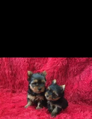 Lindos filhotes de yorkshire micro 