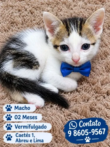 Adoção de Gatinho Frajola