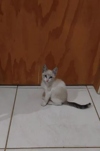 Doa-se gatinhos 