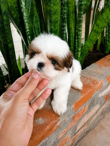 SHIHTZU PRONTA ENTREGA