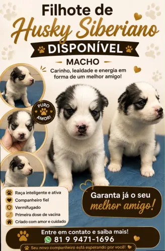 Husky siberiano disponível