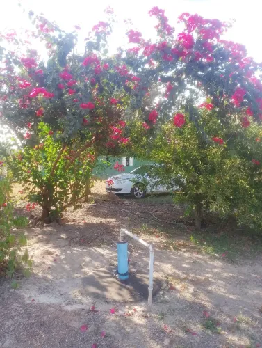 Chácara produtiva a venda.