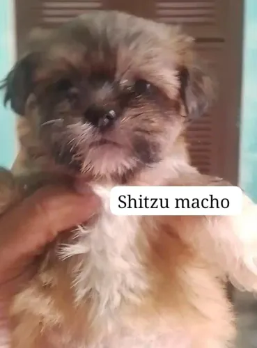 Vendo um filhote Shitzu macho cor caramelo