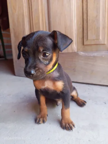 Pincher macho disponíveis