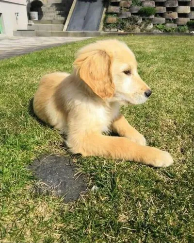 Doa se golden puppy
