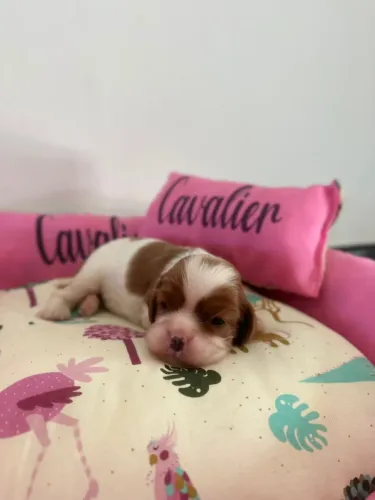 Cavalier King Charles spaniel filhotes pedigree CBKc 