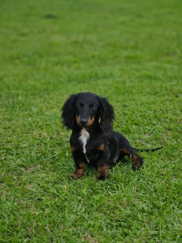 DACHSHUND KANICHEN - PÊLO LONGO