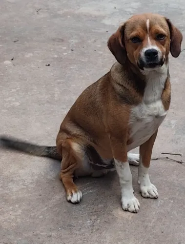 Cachorro macho para adoção