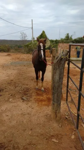 Potro quarto de milha