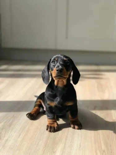 Basset / Teckel Filhote que aprende sua rotina rápido