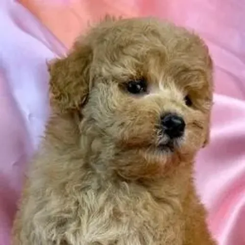 Poodle,Poodle Filhote Vacinado e Vermifugado