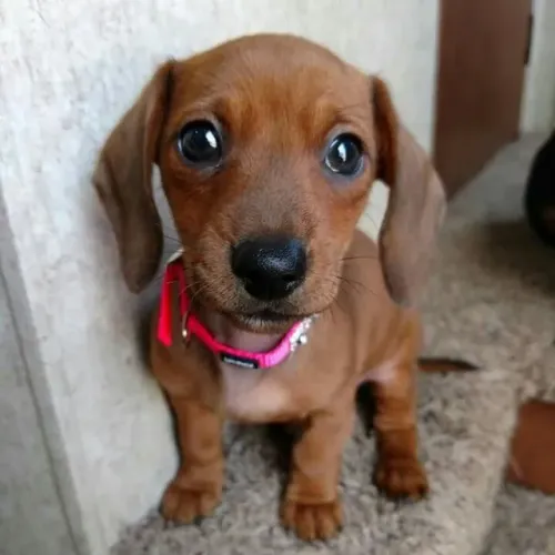 Dachshund / Basset Amor que se prova na constância