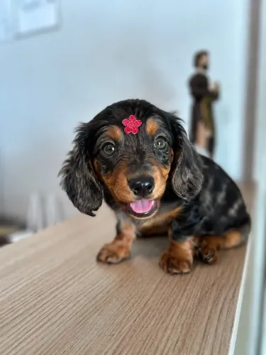 Dachshund pelo longo kaninchen fêmea arlequim