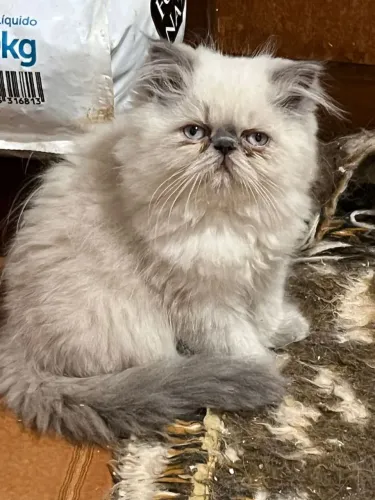 Gato Persa - Sempre carinhoso