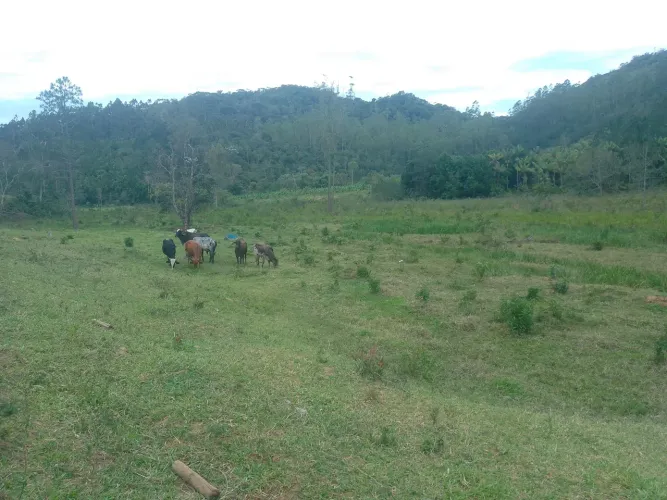 Propriedade região de Alfredo chaves 50 Alqueires 