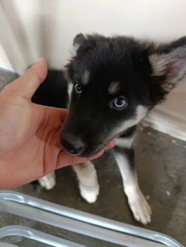 Cachorro macho husky siberiano 3 meses