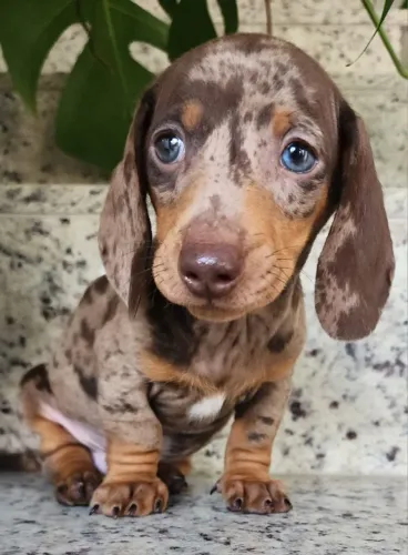 Dachshund - Lindos Filhotes com Pedigree!!