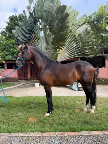 Vendo cavalo mangalarga