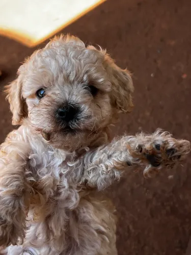 Poodles Filhotes Macho