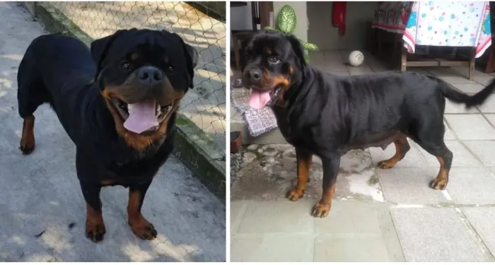 Filhote com pedigree CBKC pronto 